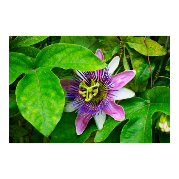 passiflora - amendoeiraorganica.com.br